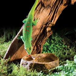 Bebedero y Comedero para Geckos - Exo-Terra Gecko Dish