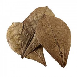 Hobby Nano Catappa Leaves - hojas de almendro para acuarios