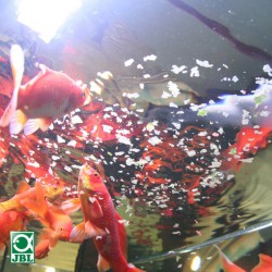 JBL ProNovo Red - comida en escamas para peces de agua fría
