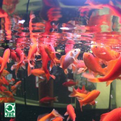 JBL ProNovo Red - comida en escamas para peces de agua fría