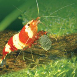 Ocean Nutrition Shrimp Wafers - alimento para gambas de agua dulce