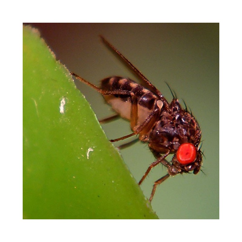 Drosophila hydei - alimento vivo para reptiles y anfibios