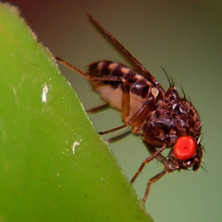Drosophila hydei - alimento vivo para reptiles y anfibios