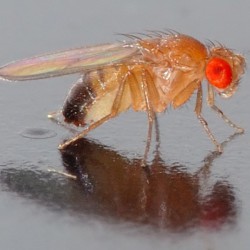 Drosophila melanogaster - alimento vivo para ranas