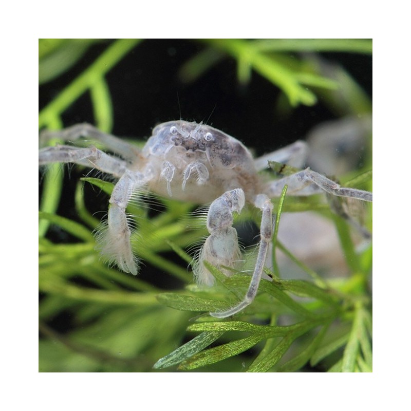 Limnopilos naiyanetri - Cangrejo araña enano