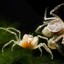 Limnopilos naiyanetri - Cangrejo araña enano