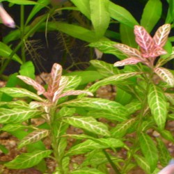 Hygrophila polysperma rosanervig - Rosa nervig