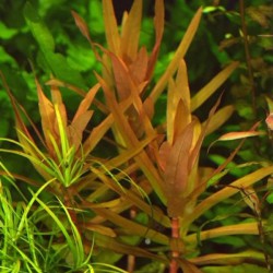 Ammania senegalensis - Copper leaf ammania