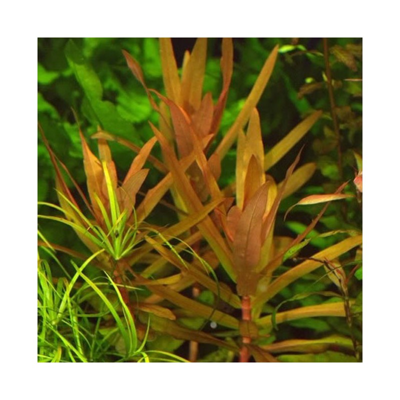 Ammania senegalensis - Copper leaf ammania