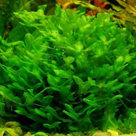 Monosolenium tenerum - Pellia moss