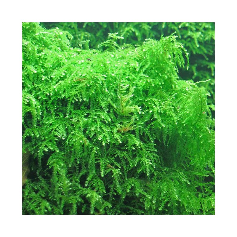 Vesicularia ferriei - Weeping moss