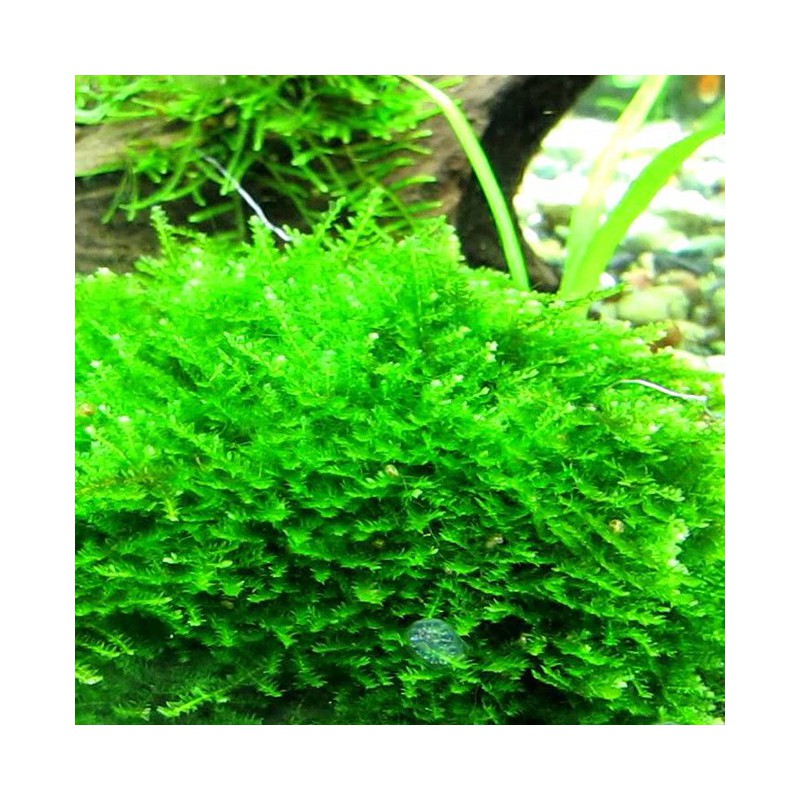 Vesicularia montagnei - Christmas moss