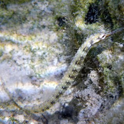 Corythoichthys intestinalis - Pez pipa