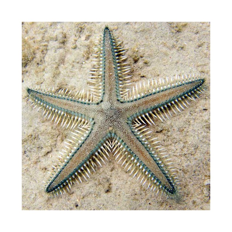 Astropecten polyacanthus - Estrella de mar peine