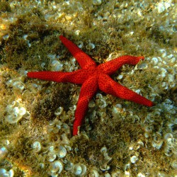 Red Starfish - Estrella roja espinosa