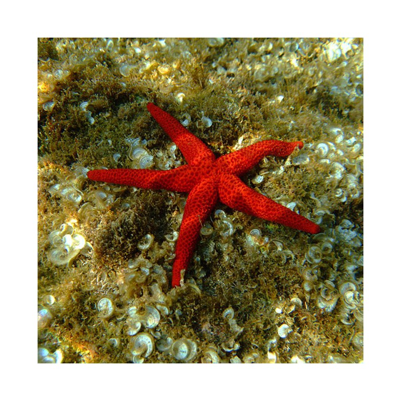 Red Starfish - Estrella roja espinosa