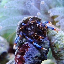 Clibanarius tricolor - Cangrejo ermitaño enano de patas azules