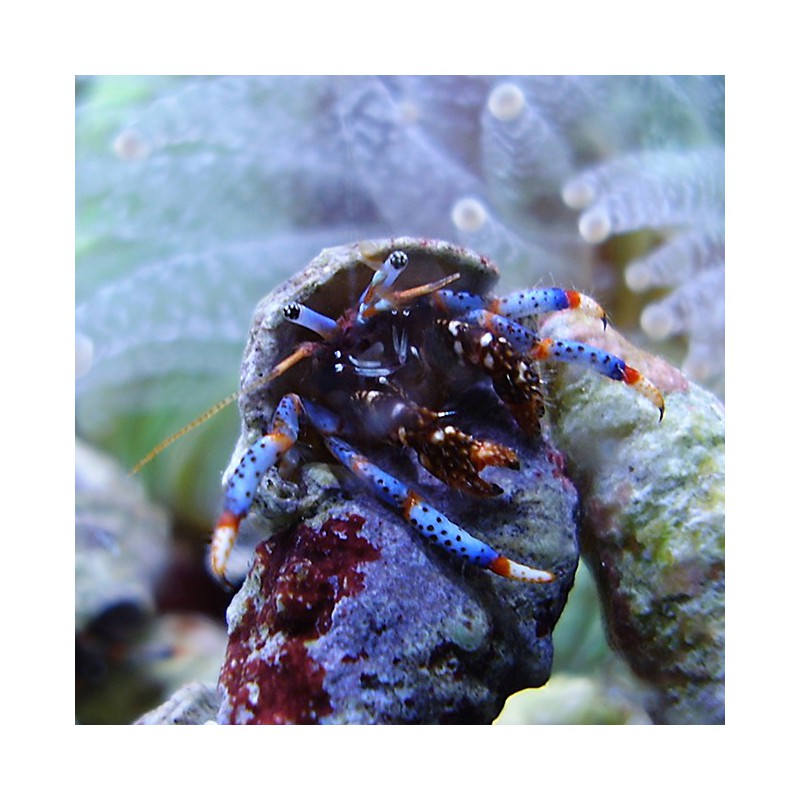 Clibanarius tricolor - Cangrejo ermitaño enano de patas azules
