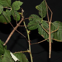 Medauroidea extradentata - insecto palo