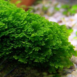 Riccardia chamedryfolia - Mini Pellia - Coral Moss