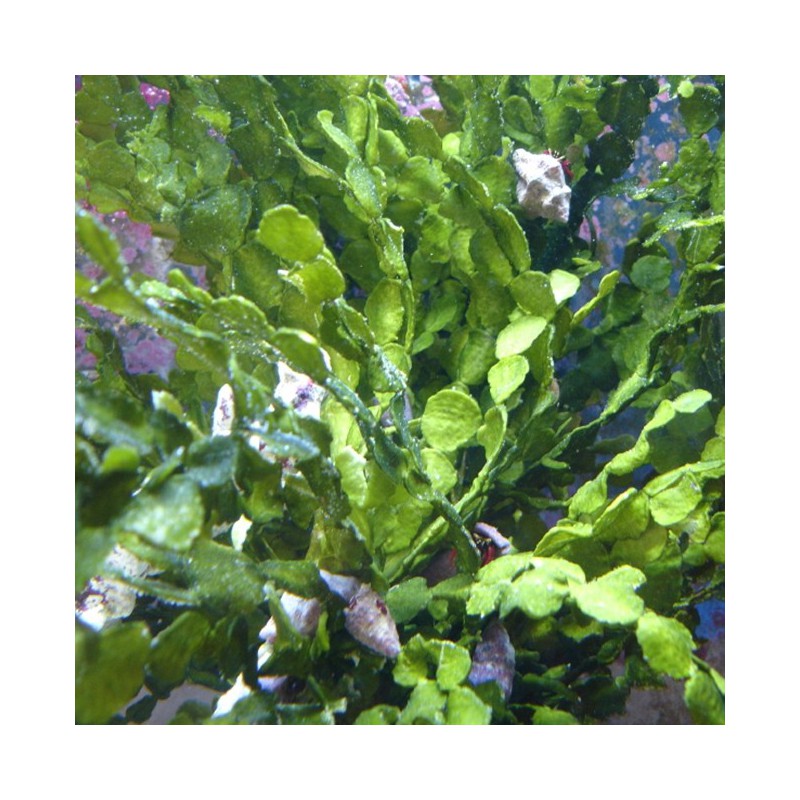 Halimeda opuntia - macroalga verde