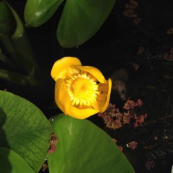 Nuphar lutea - Nenúfar amarillo