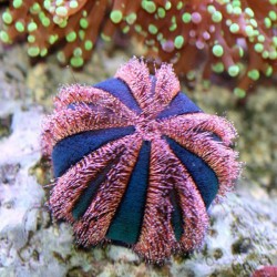 Mespilia globulus red-black - Erizo de arrecife