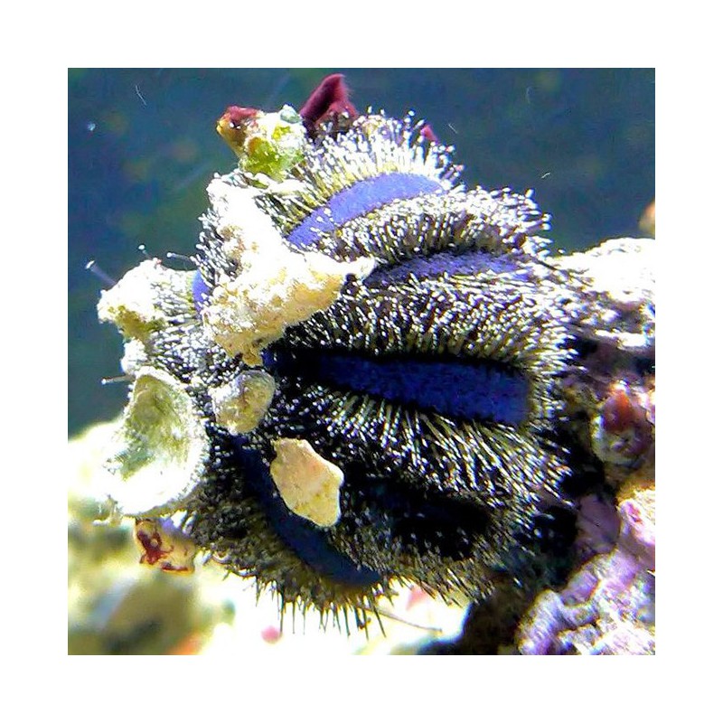Mespilia globulus purple-black - Erizo de arrecife
