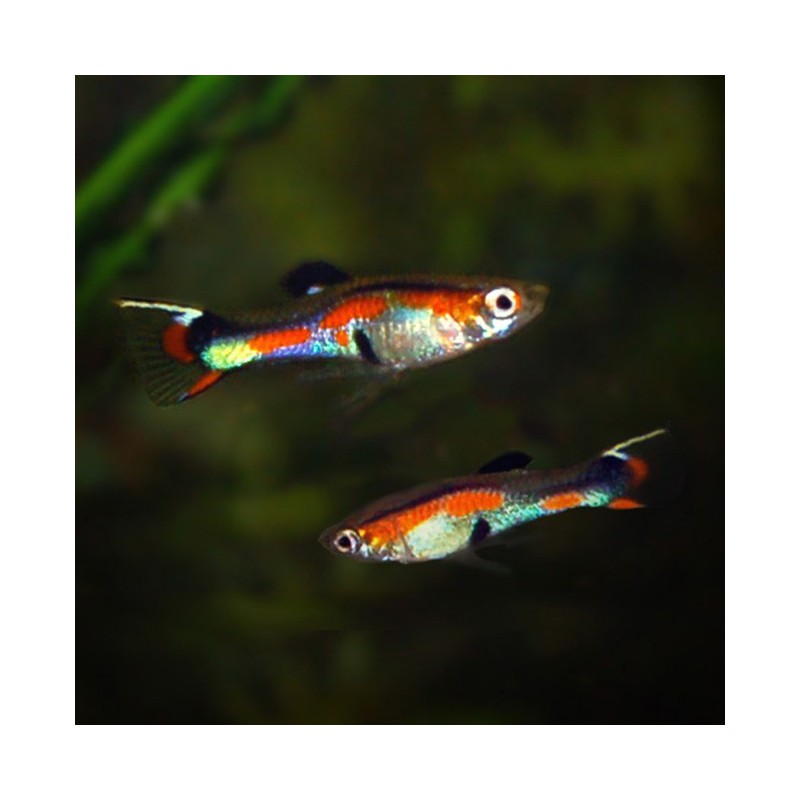 Poecilia wingei macho rojo neón - Endler rojo neon