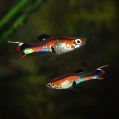 Poecilia wingei macho rojo neón - Endler rojo neon