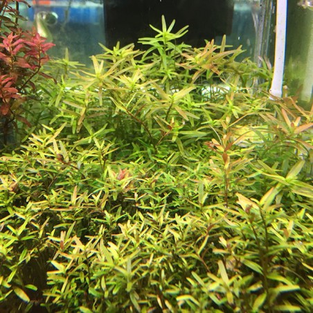 Rotala rotundifolia - Rotala indica