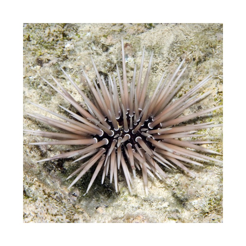 Echinometra sp. Erizo de Mar