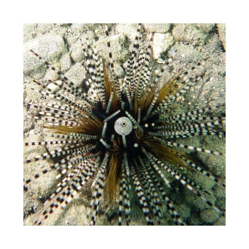 Echinothrix calamaris - Erizo de Mar