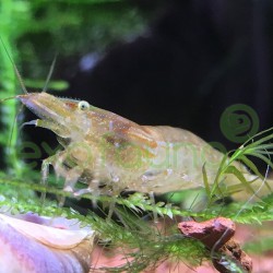 Neocaridina heteropoda/davidi 'Green Jade Shrimp'