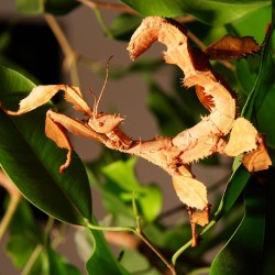 Extatosoma tiaratum - Insecto palo espinoso gigante