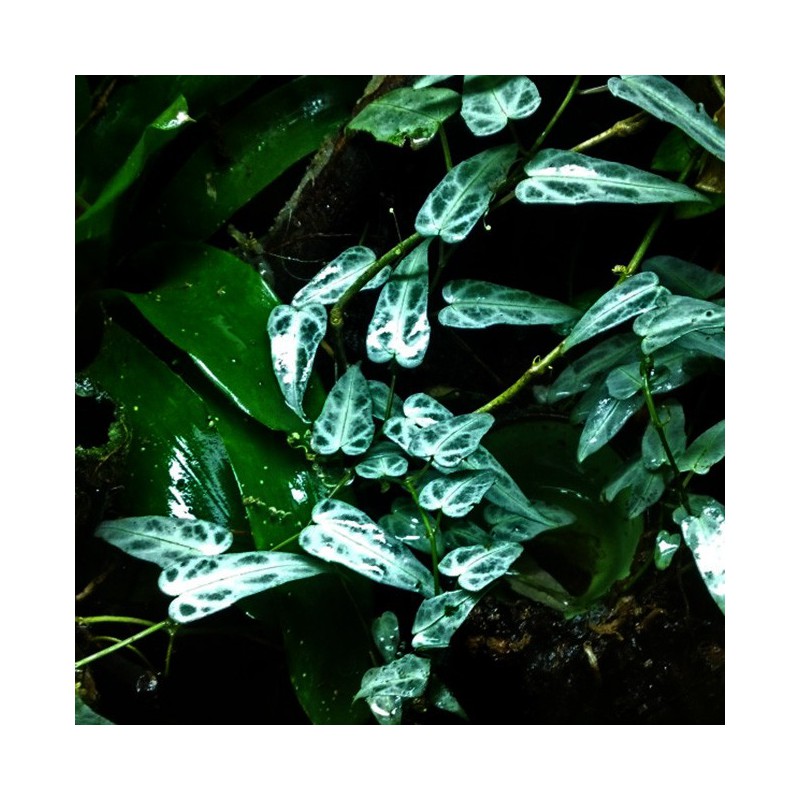 Cissus amazonicus