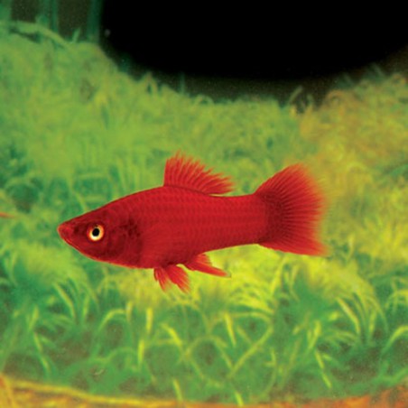 Xiphophorus helleri rojo