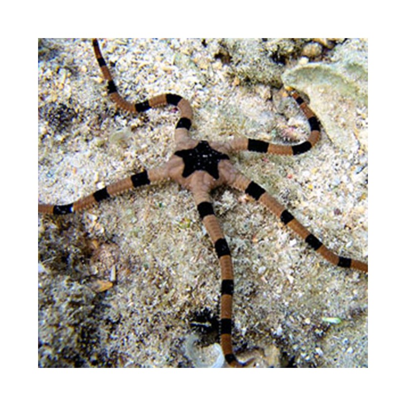 Ophiolepis superba zebra - Estrella de mar atigrada o cebra