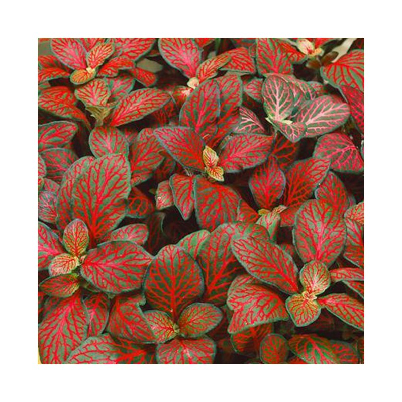 Fittonia "Forest flame"