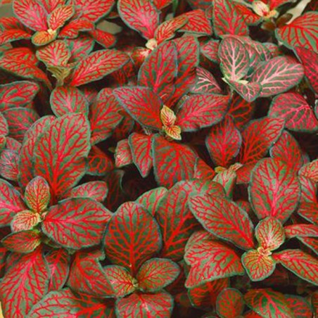 Fittonia "Forest flame"