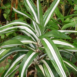 Dracaena marginata (verde y blanca)