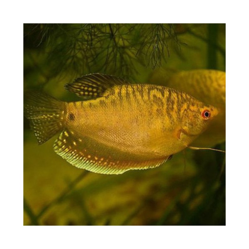 Trichogaster trichopterus 'oro' - Gourami dorado
