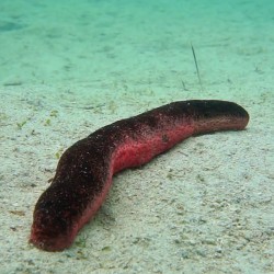 Holothuria edulis - Pepino de mar rosa y negro