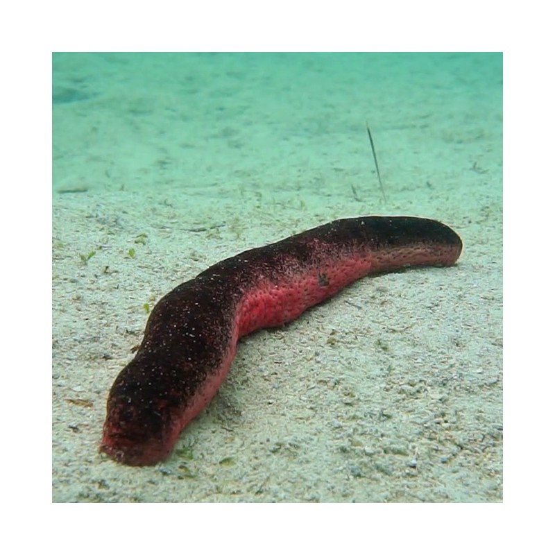 Holothuria edulis - Pepino de mar rosa y negro