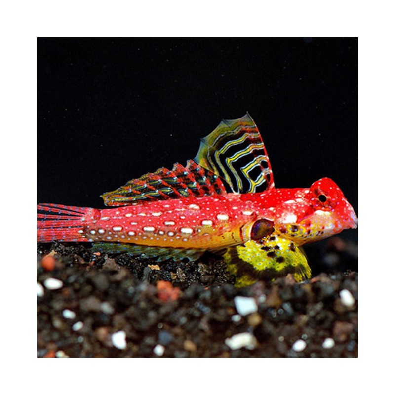 Synchiropus sp. “Red Rubi” (Moyeri) - Blenio rojo rubí