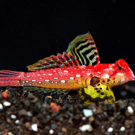 Synchiropus sp. “Red Rubi” (Moyeri) - Blenio rojo rubí