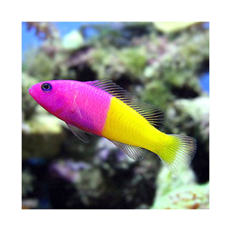 Pictichromis paccagnellae - Royal dottyback - Falso gramma