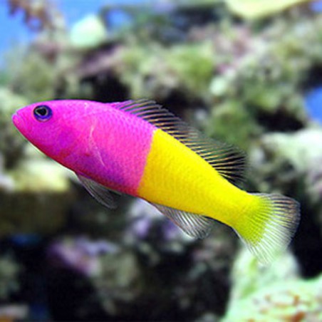 Pictichromis paccagnellae - Royal dottyback - Falso gramma