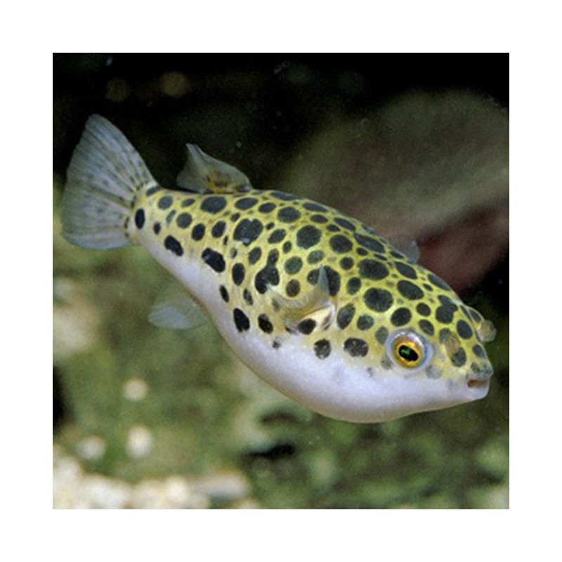 Tetraodon fluviatilis - Pez globo verde - Pez globo leopardo