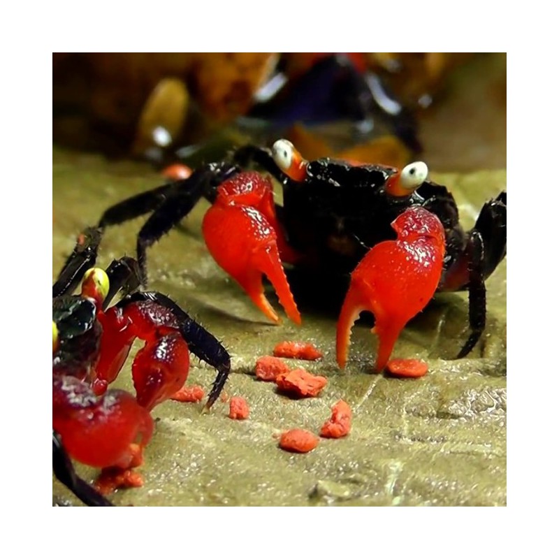 Geosesarma sp. red devil - Cangrejo halloween